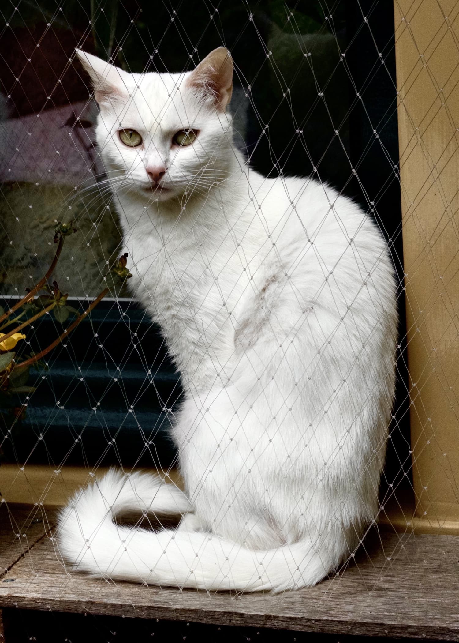 White Cat